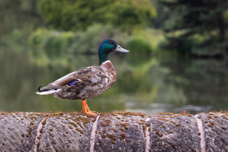 A male mallard standing on a stone wall with the lake in the background which is out of focus. It is a close up profile portrait of himの写真素材