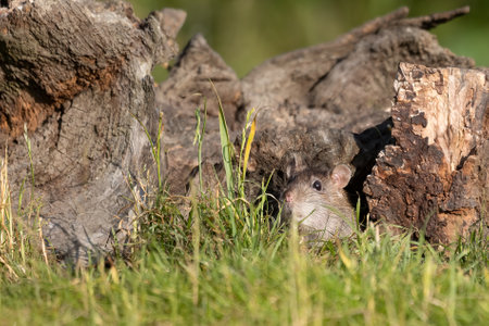 A small rat emerges from a hole on a tree stump. Its head is just visible as it looks to see if it is safe to come out. It shows detail in the whiskersの写真素材