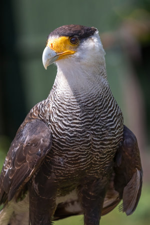 A close up half length portrait of a crested caracara, Caracara plancus, which is also known as the...