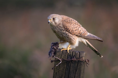 A close up of a kestrel perched on a wooden post with a small rodent it has caught. The natural out of focus background is ideal for copy textの写真素材