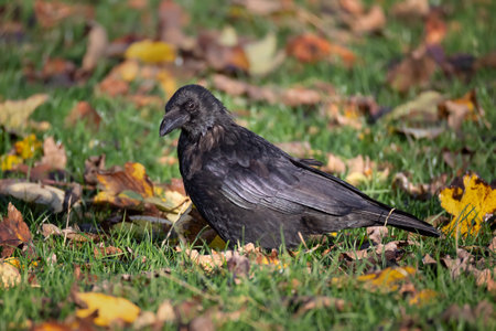 A carrion crow, Corvus corone, looking in the grass in autumn for food which has dropped from a tree. It is surrounded by leavesの写真素材