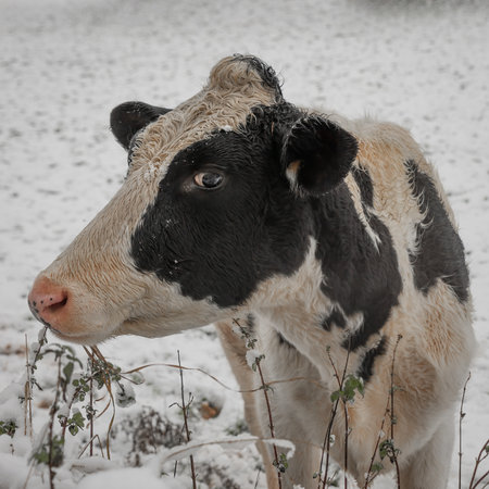 A close up portrait of a cow showing the head and neck. She is standing in a snow covered field...