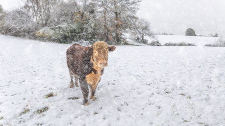 A brown bull is captured in the winter on a snow covered meadow. It is facing the camera and the snow is falling.の写真素材