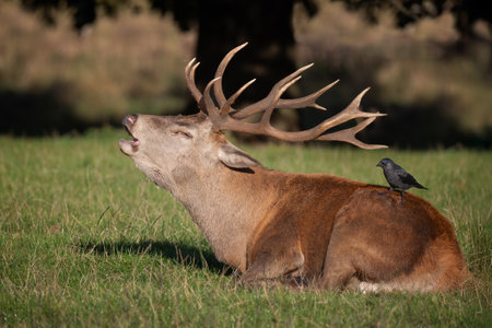A profile portrait of a red deer stag  lying on the grass with his head raised bellowing. Perched on his back is a jackdawの写真素材