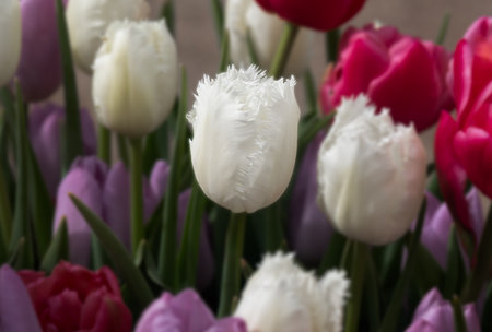 amongst the out of focus tulips, the white fringed tulip is in focus which draws attention to the single bloomの写真素材