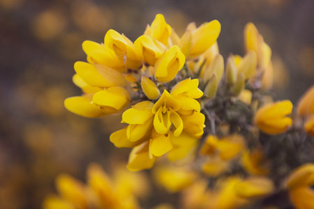 A very close up of the yellow flowers of a common gorse bush. The front blooms are in focus and the ones in the background are blurryの写真素材