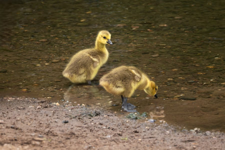 a close up of two canada goose goslings standing in the water at the edge of a pool. There is space...