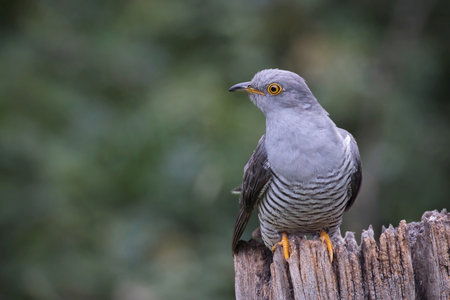 A close up of a common cuckoo, Cuculus canorus, and it shows detail in the feathers as it perches on a tree stump . There is space for copy.の写真素材