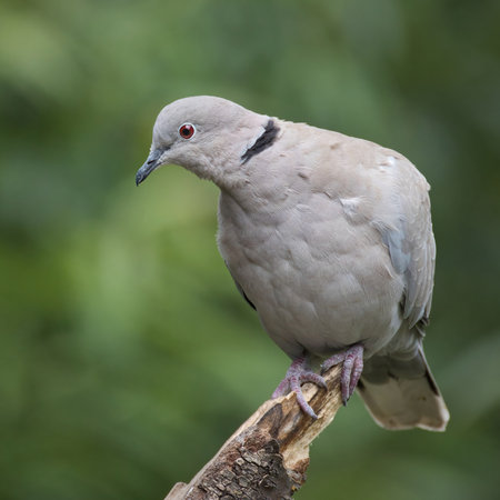 A close up portrait of a collared dove, Streptopelia decaocto. Perched on a post against a natural out of focus background with space for text copyの写真素材