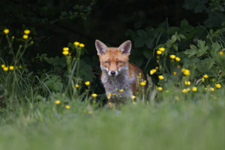 a red fox sits quietly with an intense gaze at the camera. It is staring through out of focus yellow...