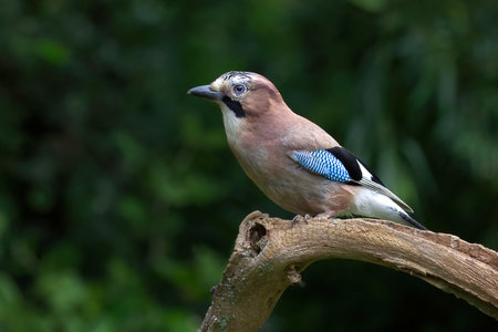 Captured perched on a branch is a close up profile portrait of a jay with copy space around the birdの写真素材