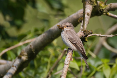 A close up of a spotted flycatcher, Muscicapa striata, as it is perched on a branch with a large...