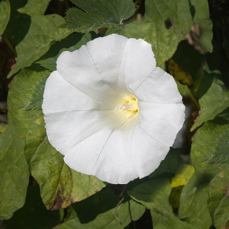 A close up of the flower of a hedge bindweed, Calystegia silvatica. showing detail inside and space...