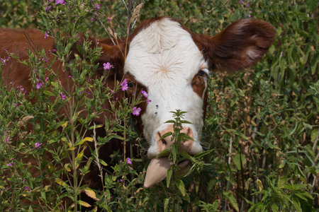 A close up of the head of a brown cow with a white face hidden among the vegetation as it feeds.  Its tongue is sticking out as it feedsの写真素材