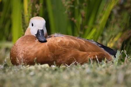 a close up low level view of a ruddy shellduck, Tadorna ferruginea, as it lies on the grassの写真素材