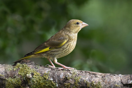 a close up portrait of a greenfinch, Chloris chloris, as it is perched on a branch staring to the...
