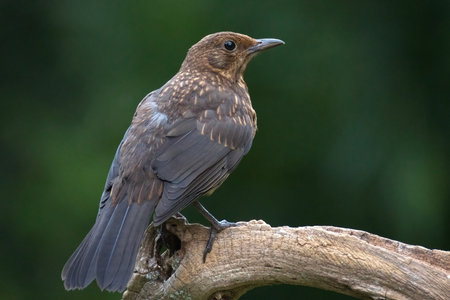 a close up of a female blackbird, Turdus merula, as she is perched on a branch with a natural blurry...