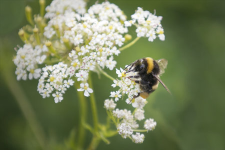 a close up of a bee with pollen on its body while  pollinating flowers of a cow parsley.A natural out of focus background has space for text copyの写真素材
