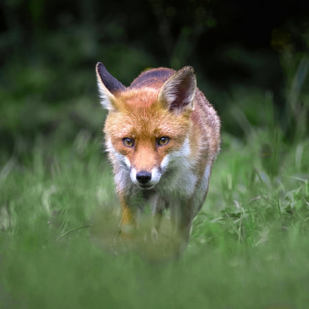 A close up portrait of a red fox, vulpes vulpes, as it prowls and looking at the camera A natural out of focus background provides space for text copyの写真素材