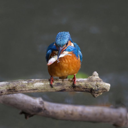 a close up of a male kingfisher, Alcedo atthis, as he is perched on a branch with a fish in his beak. A natural out of focus background has space for text copyの写真素材