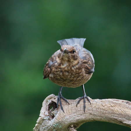 a close up of a female blackbird, Turdus merula, as she is about to take off from a branch. She is facing straight at the camera and the natural background has space for copy textの写真素材
