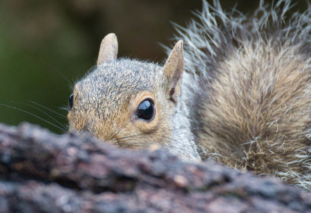 a close up of a grey squirrel as he peeks from behind a log. Just one eye is showing and his bushy tail is behind. Part of his face is hiddenの写真素材