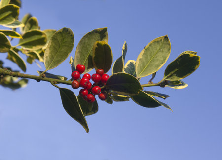 looking up at a close image of a branch with red holly berries taken with a blue sky backgroundの写真素材