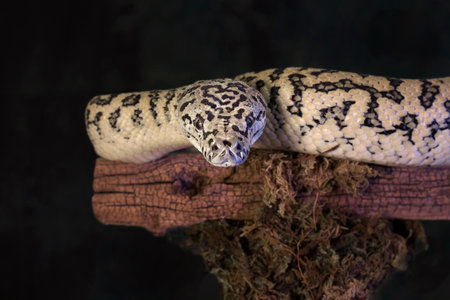 a studio portrait of a carpet python, Morelia spilota, as it looks directly at the camera. Taken...