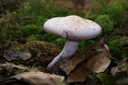 A close up low angle of a silvery violet webcap, Cortinarius alboviolaceus, type of fungi. The low angle shows the forest floor with space for copyの写真素材