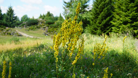 Beautiful mullein in the botanical garden