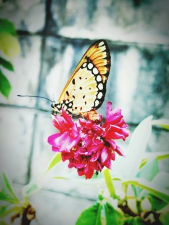 Butterfly find honey from red flowerの素材