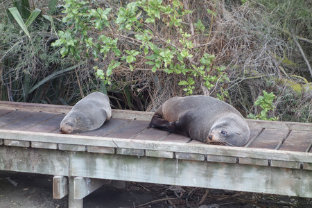 Seal Pinnipeds semi aquatic marine mammals animal part of Mammalia aka mammalsの写真素材