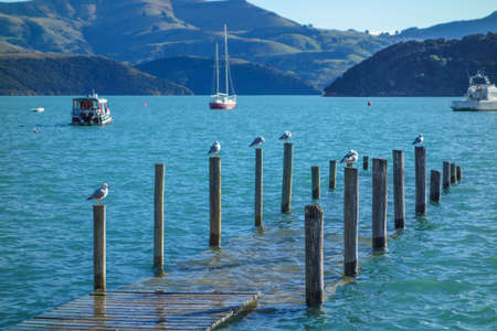 Bay and harbour in Akaroa, New Zealandの写真素材