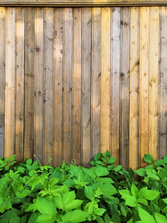 Beautyful garden plants leaves green foliage natural floral plant and grey brown wood fence in sunlight Backgroundの写真素材