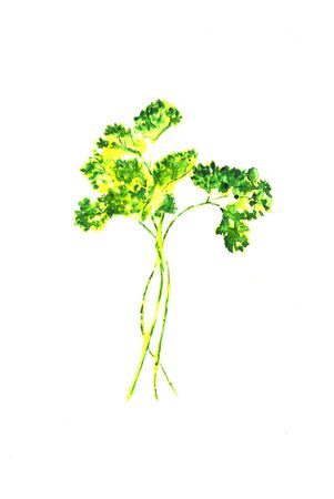Green Yellow Parsley watercolor sketch. Parsley leaf. Parsley isolated.の写真素材