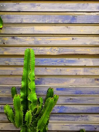 Large green cactus and blue brown wood fence backgroundの写真素材