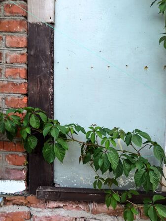 carpet of green leaves, green wall of creeping vines of maiden grapes, green fence of parthenocissus henryana. natural background of girlish grapes.Brick wallの写真素材