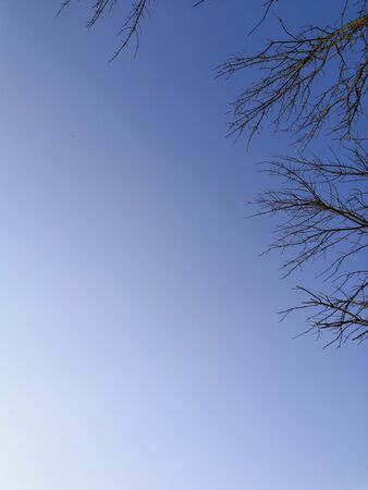 A tree without leaves. In the fall, the days start to get shorter, nature is signaling the change of leaves, a strategy to protect from cold days. In the background a beautiful blue skyの写真素材