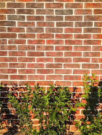 Red brick wall and green plants bushes background. old red brick wall copy space background and green Bush plant nature living concept ideaの写真素材