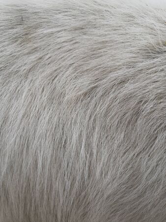 White wool with white top texture background, light natural sheep wool, white seamless cotton,...