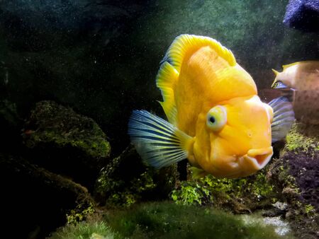 Red Parrot Cichlid fishes in aquarium. Orange Parrot fish on background blue water and green...