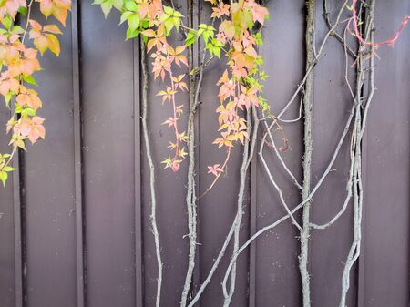 Ivy climbing plant and brown iron fence backgroundの写真素材