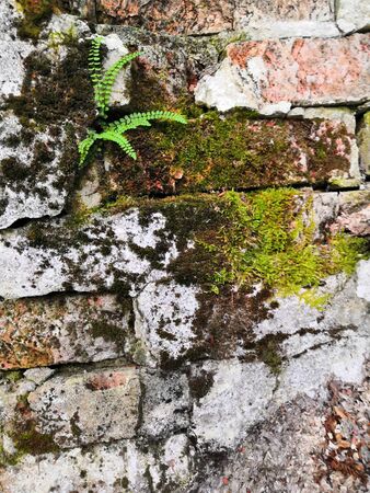 Old bricks with green moss and little ferns background. little tree and moss green ferns are growing on old brick wall.の写真素材