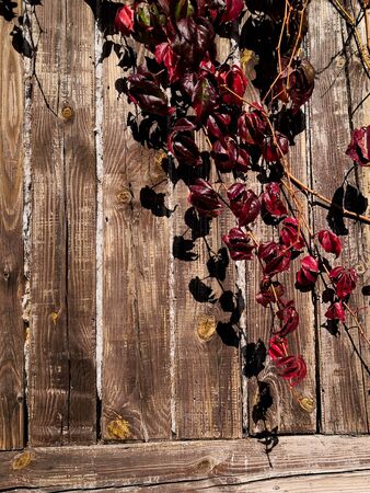 Green and red grape leaves brown tree bark backdrop, colorful foliage texture background close up, autumn or summer design, copy space, bright color floral pattern, Parthenocissus or Virginia creeper climbing plantの写真素材