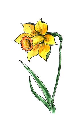 yellow Narcissus watercolor. drawing flowers of narcissus, floral elements with watercolor spotsの写真素材