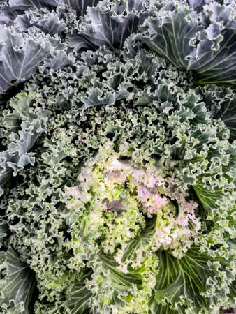 Green wavy texture of decorative cabbage natural background