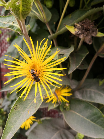 Bright yellow flower with a bee on a background of green leaves natural backgroundの写真素材