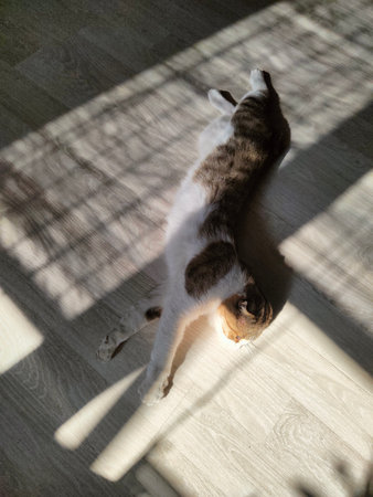 Cat on the floor in
