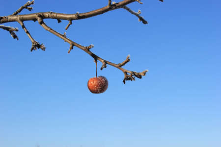 Frozen Crabapplesの写真素材