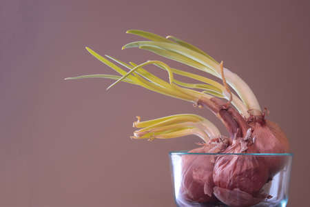 Sprouting Onions in a Bowlの写真素材